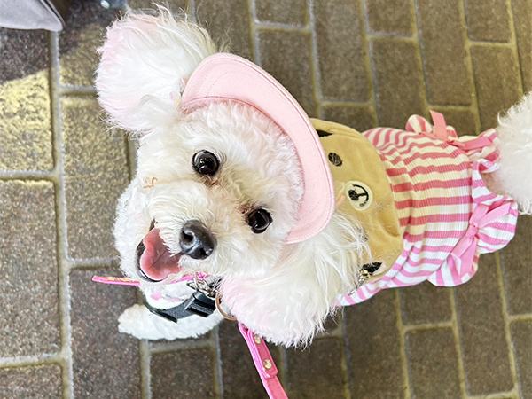 卒業犬のソニーちゃん♪